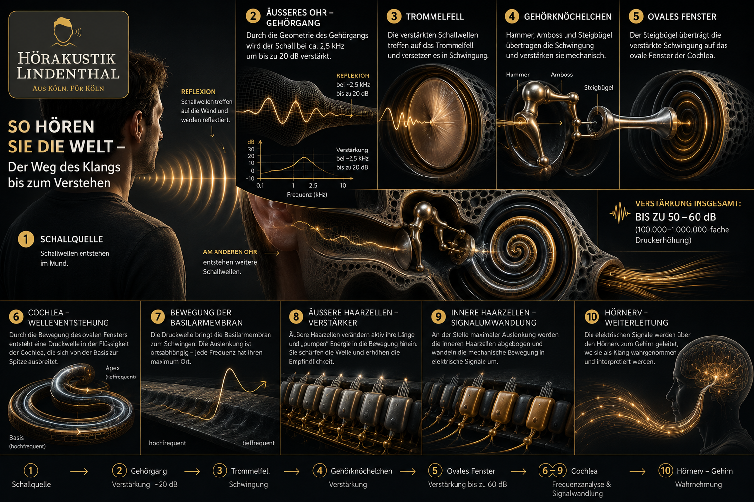 Schematische Darstellung des Hörvorgangs: Außenohr, Gehörgang, Trommelfell, Gehörknöchelchen, Cochlea und Hörnerv